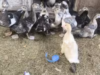 Ducks — zdjęcie 5