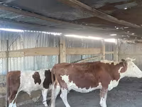 Сиыр, Simmental cattle — 3-сурет