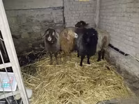 Owca, Hissar sheep — zdjęcie 2