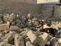 بز نر, بز — عکس 7