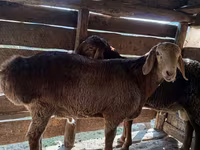 Қошқар, Hissar sheep — 3-сурет