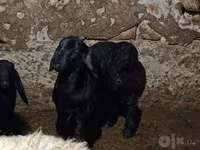 میش, گوسفند — عکس 2
