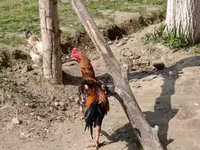 Chickens — 照片 7