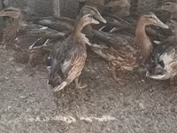 Ducks — عکس 1