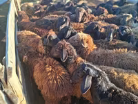 Berbec, Edilbay sheep — foto 3