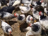 Chickens — foto 1