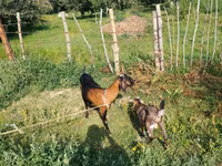 Kambing betina, Nubian Goat — foto 3