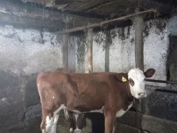 گاو ماده, Simmental cattle