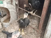 Chickens — الصورة 4