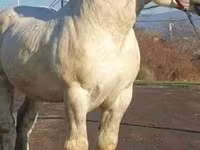 Faras, Horses — sawirka 3
