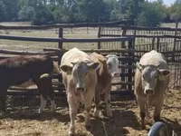 Lembu jantan, Simmental cattle — foto 1