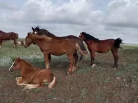 Caballo, Vladimir heavy draft — foto 2