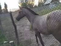 암말, Thoroughbred horse — 사진 3