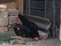Chickens — 사진 5