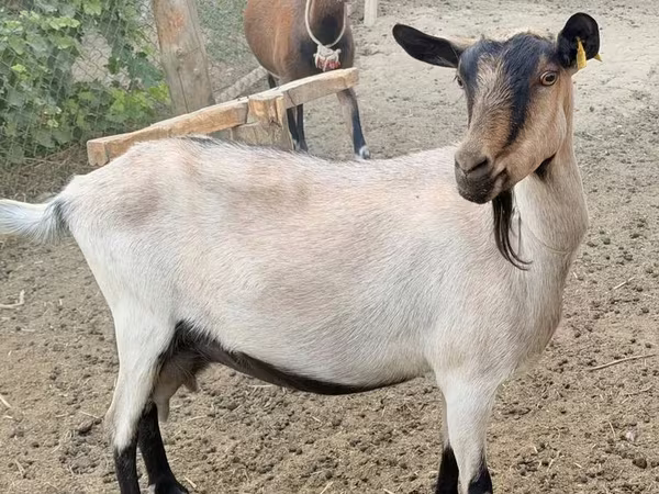Ziege, Alpine goat