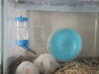 Akvaryum tipli şüşə qəfəsdə iki ağ hamster komplekti. Xüsusiyyətlər — عکس 1