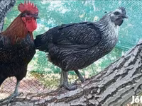 Ayam Cemani — foto 1