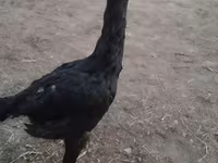 Chickens — 사진 1