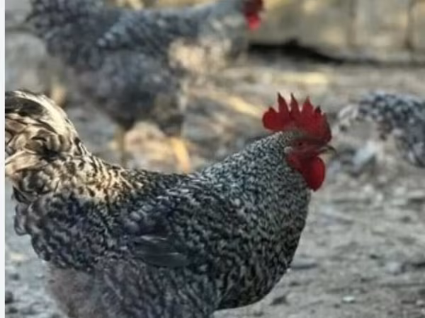 Slovenian Barred Hen — Azerbaijan