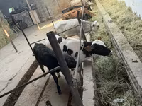 گاو نر, Russian Black pied cattle — عکس 3