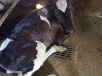 گاو و گوساله (گروه، جنسیت مشخص نشده), Russian Black pied cattle — عکس 1