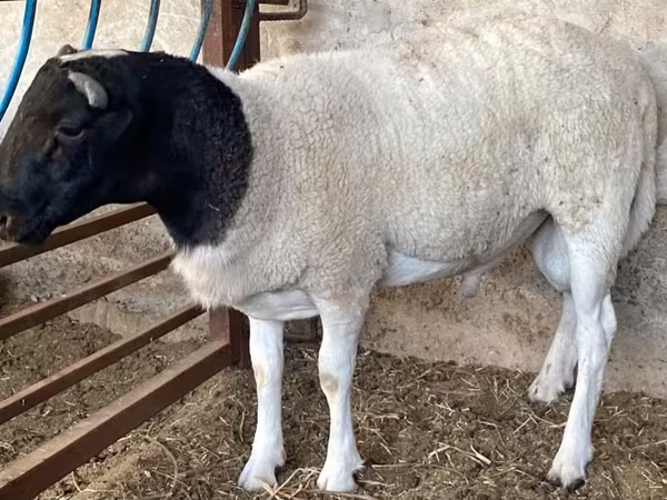 숫양, Dorper sheep