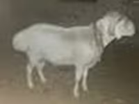 Beran, Rhon sheep — foto 7