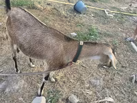 ছাগী, Nubian Goat — ছবি 2