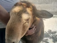 Ram, Arashan sheep — foto 1