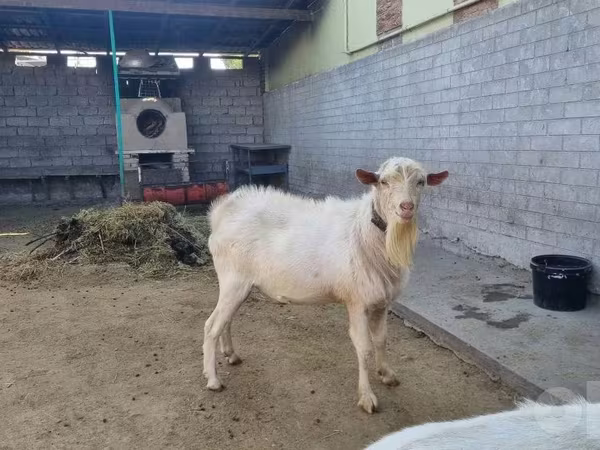 بز نر, Saanen goat