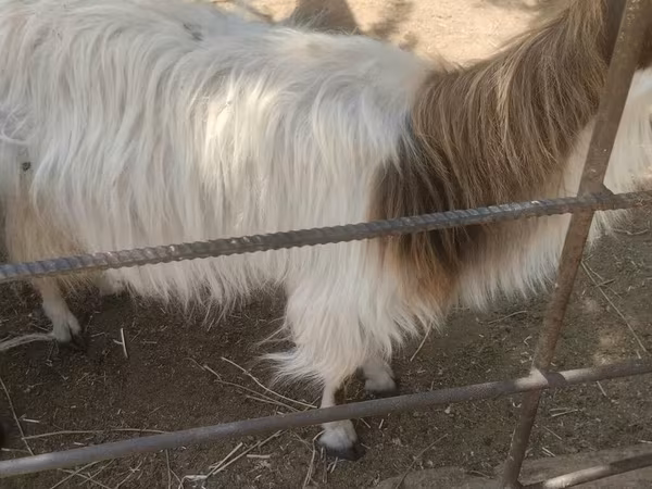 Capra, Capre