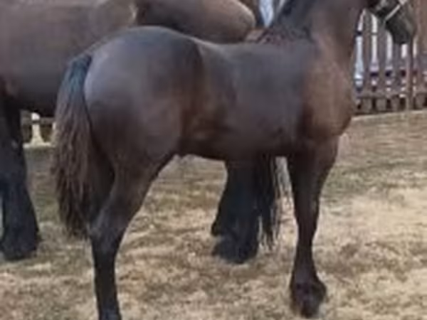 Kuda betina, Friesian