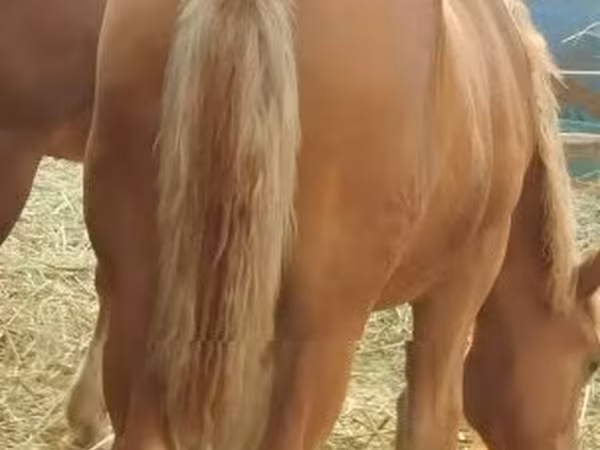 مادیان, اسب