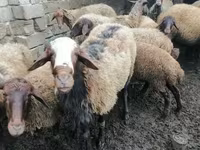 قوچ, گوسفند — عکس 1