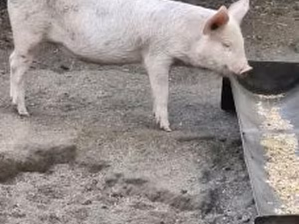 แม่สุกร, Вьетнамская вислобрюхая