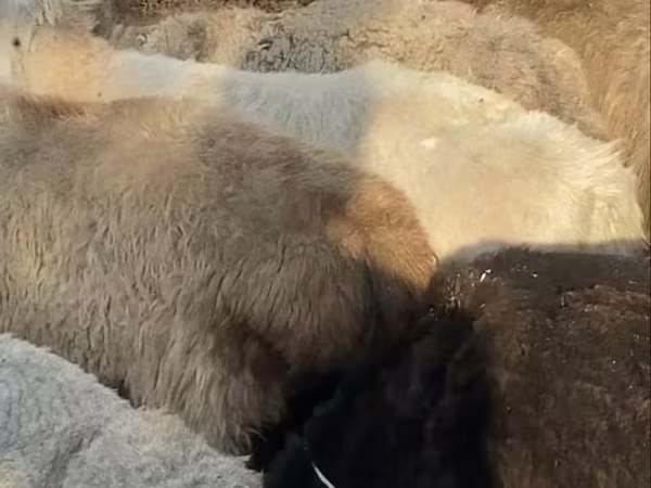 میش, گوسفند