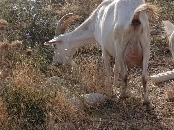Goat, Saanen goat — Kyrgyzstan