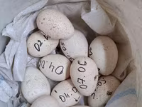 Turkeys — foto 5
