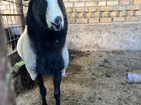 Beran, Romanov sheep — foto 4