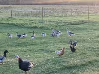 Geese — عکس 2