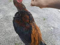 Chickens — عکس 5