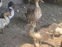 Chickens — акс 2