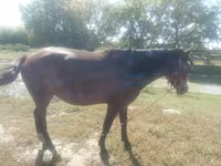 Азаргагүй морь, Horse breed — 1 зураг