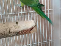 Qəfəslə erkəy 200 azn vatsap əlaqə Nimfa (Cockatiel) tutuquşu və qəfəs — عکس 5