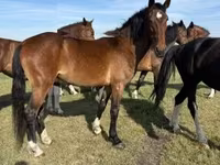 母马, Dutch warmblood horse — 照片 1