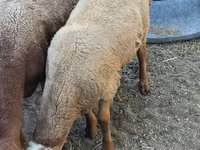Vædder, Rhon sheep — foto 5