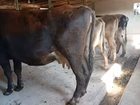 गाय, Swiss cattle — फ़ोटो 2