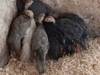 Guinea fowl — sawirka 1