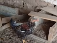 Chickens — foto 3