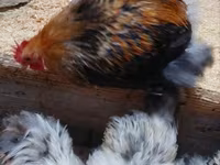 Pekin-Zwerg — Foto 5